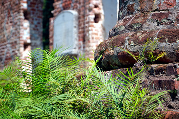 Ferns at Old Sheldon Church in South Carolina