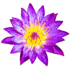 top view purple lotus isolated on white background with clipping path