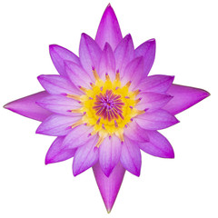 top view purple lotus isolated on white background with clipping path