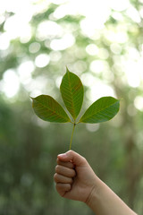 Hands holding Leaf of rubber tree with blur Background