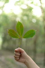 Hands holding Leaf of rubber tree with blur Background
