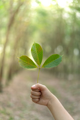 Hands holding Leaf of rubber tree with blur Background
