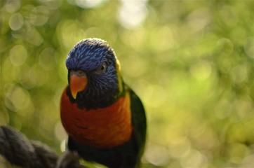 Lorikeet