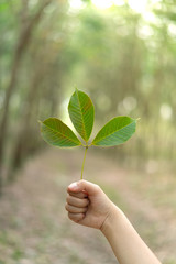 Hands holding Leaf of rubber tree with blur Background