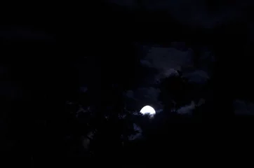 Crédence de cuisine en verre imprimé Pleine Lune arbre Nuits lunaires