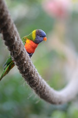 Lorikeet