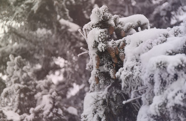 Snowcowered branches. Winter blur background. Frost trees.