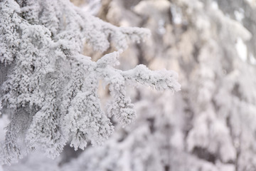 Snowcowered branches. Winter blur background. Frost trees.