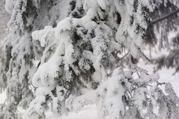 Snowcowered branches. Winter blur background. Frost trees.
