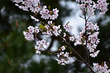 チシマザクラにメジロ