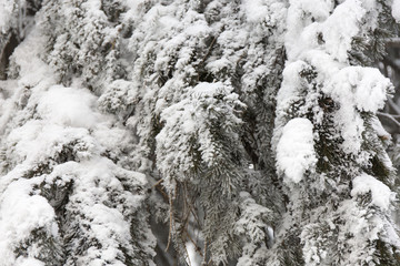Snowcowered branches. Winter blur background. Frost trees.
