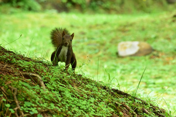 坂の途中でこちらの様子を伺うエゾリス