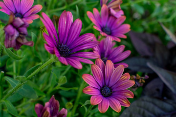 Fototapeta premium Purple Daisys