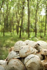 Raw latex rubber with blur background