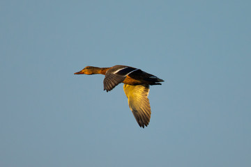 wild duck flying in beautiful light 