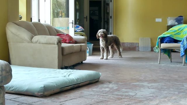 Australian Poodle stretching and yawning.