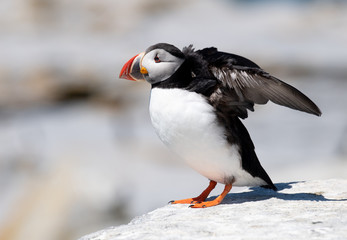 Obraz premium Atlantic Puffin