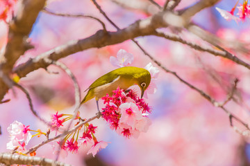 Japanese White-eye.The background is cherry blossoms(Japanese name is Kanzakura). Located in Tokyo Prefecture Japan.