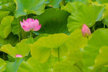 Lotus Flower.The back is the lotus leaf.Shooting location is Yokohama, Kanagawa Prefecture Japan.