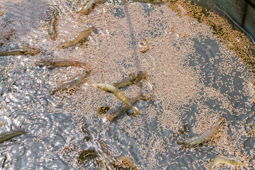 Feed the shrimp on shrimp farm