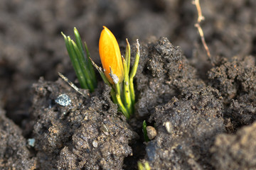 Crocus sprout