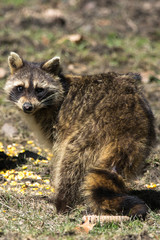 Raccoon 