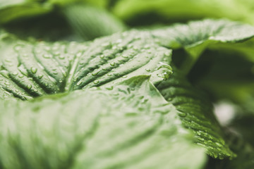 Drops of water on green leaves of  host
