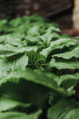 Drops of water on green leaves of  host