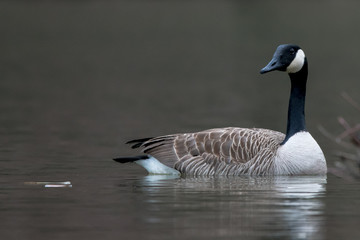 Fototapeta premium Canadian Goose