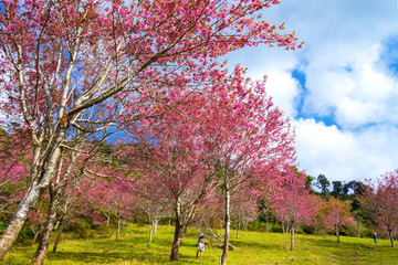 Fototapeta premium Cherry blossom or Sakura flower idyllic with cloud
