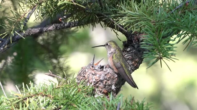 Broad-tailed Hummingbird Mother Feeds Chick - A broad-tailed mother hummingbird feeds its chick in early morning light. The chick will fledge soon. Dillon, Colorado. 