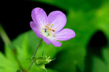 Fototapeta premium fLOWER
