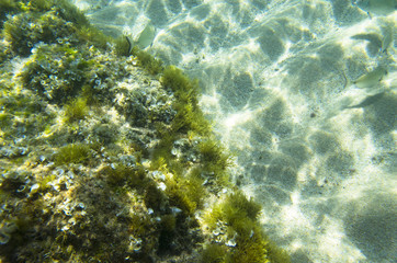 Sandy or stony bottom of the Mediterranean Sea