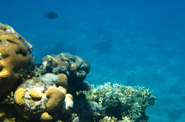 Naklejka na ściany i meble The ridge of the coral reef in the Red Sea