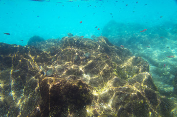 Fototapeta na wymiar Underwater landscape with rocks and fish