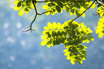 Obraz premium Beautiful backlight of green tree leaves in a bright summer tropical sun day