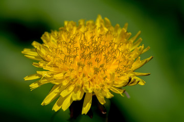 Dandelion Macro
