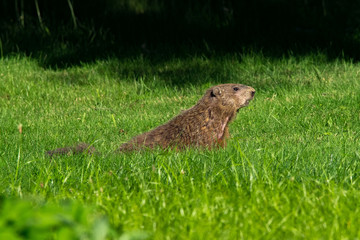 Groundhog