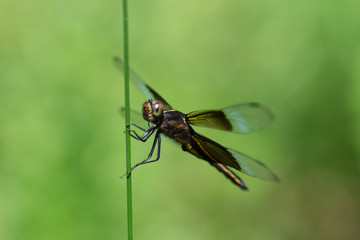 Dragonfly perched