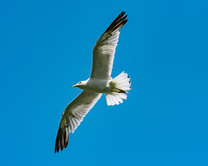 Soaring Seagull