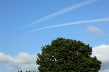 Obraz premium 大きな木と空