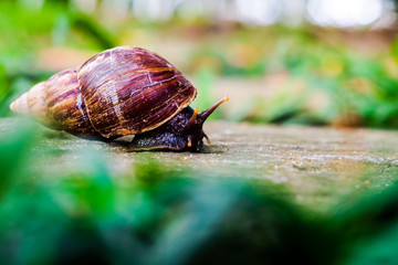 close up of snail, curious snail crawling for food on stone pathway with green field background, in upcountry forest, Thailand.