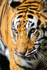 Tiger close up portrait