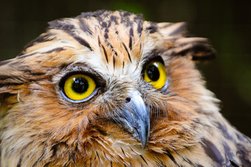 Owl close up shots