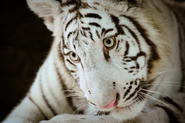 White Tiger Close up portrait