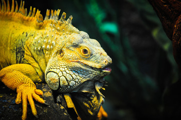 Fototapeta premium Yellow Iguana