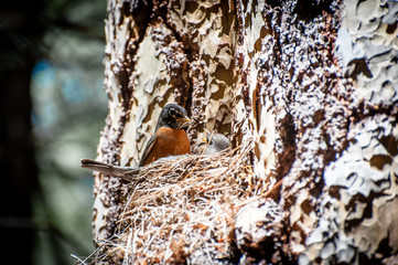 American Robin bringing home food