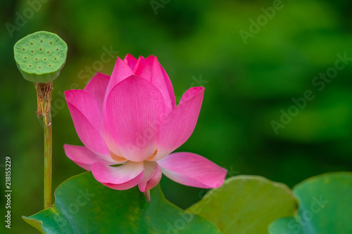 Royalty High Quality Free Stock Image Of A Pink Lotus Flower The
