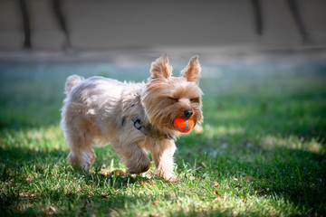Yorkie squinting its eyes