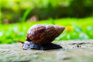 close up of snail, curious snail crawling for food on stone pathway with green field background, in upcountry forest, Thailand.